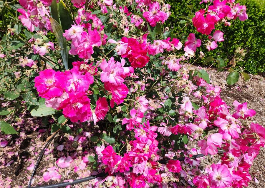 A wide bed of pink roses in full bloom against a clipped hedge at the Rose Farm.